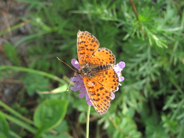 Nymphalidae valtellinese da determinare
